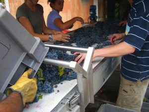 Selecting grapes